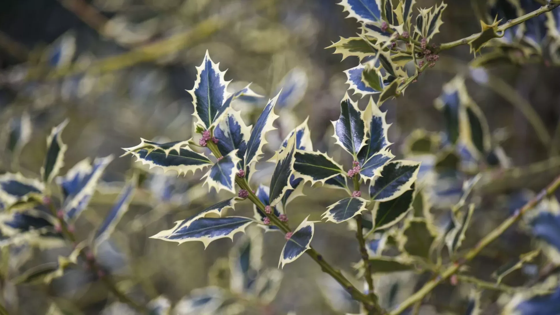 Common holly (Ilex aquifolium) leaves, Ines Stuart-Davidson © RBG Kew Green and white spiked holly leaves