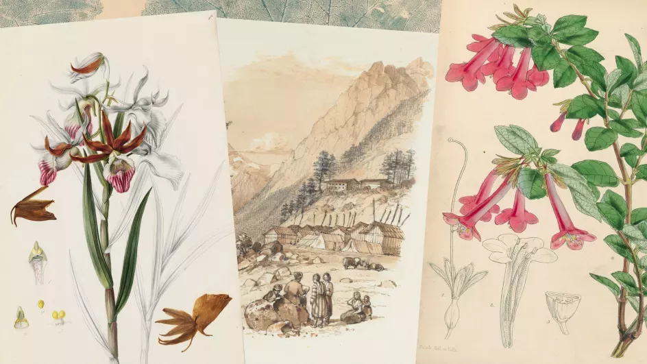 Illustrations and Artefacts Collection, © RBG Kew