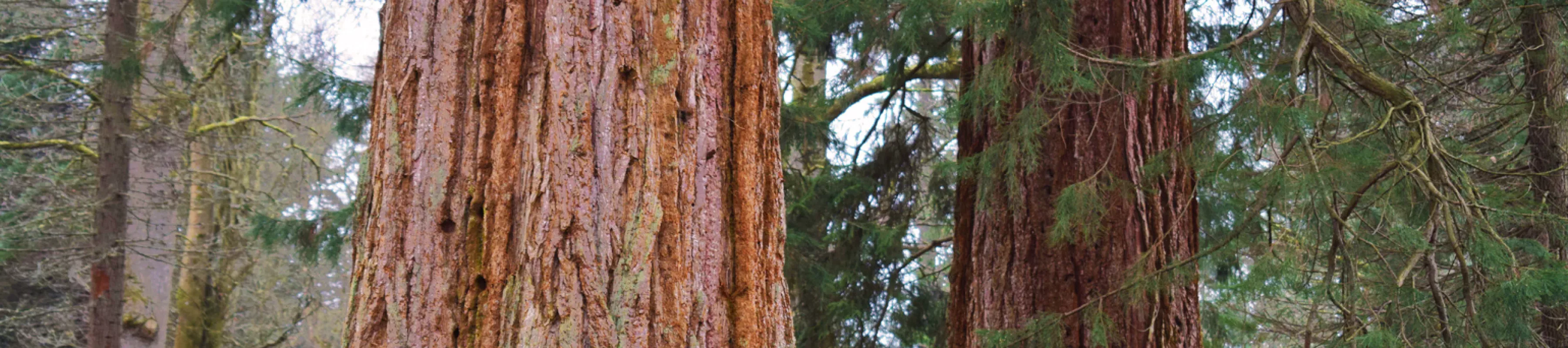 Redwoods at Wakehurst, Ellen McHale © RBG Kew Redwoods at Wakehurst
