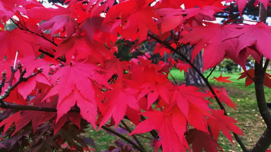 Acer palmatum in autumn, Ellen McHale © RBG Kew