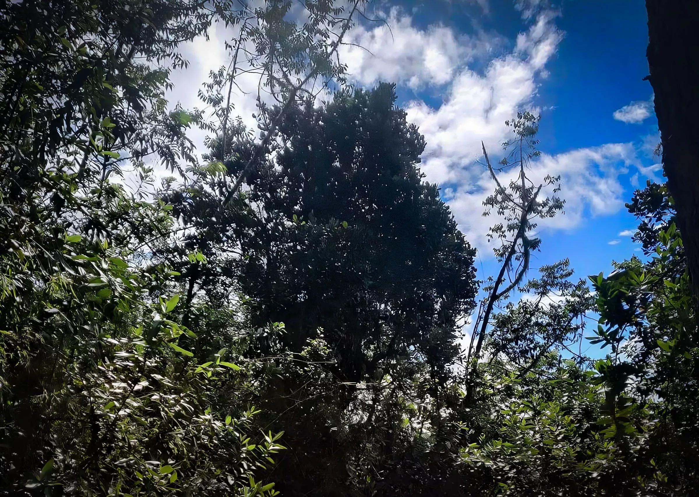 An old magnolia tree in the cloud forest (centre) An old magnolia tree in the cloud forest (centre)