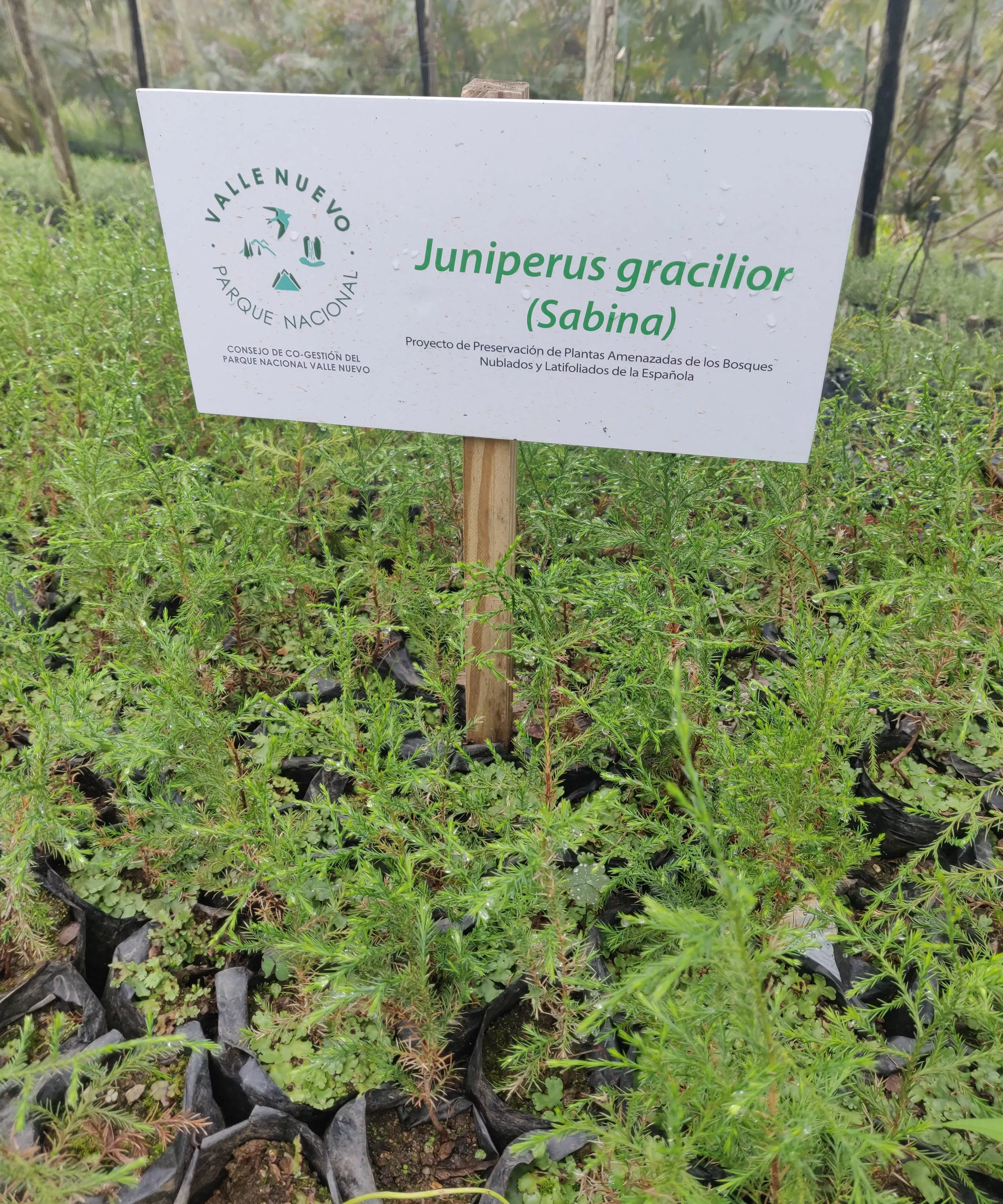 Seedlings of Sabina in the Valle Nuevo nursery, with a large sign Seedlings of Sabina in the Valle Nuevo nursery, with a large sign