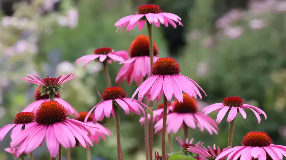 Coneflower (Echinacea), Zoe Stewart ©RBG Kew