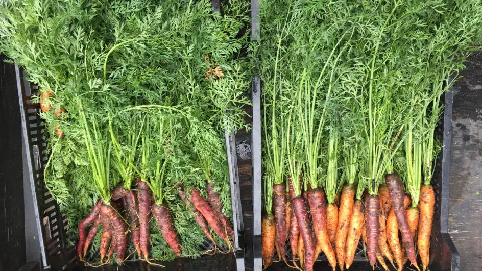 Carrots grown at Kew