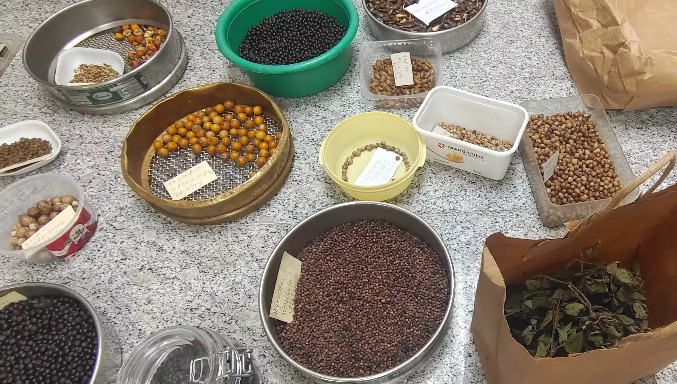 A tabletop covered in containers of different kinds of seeds A tabletop covered in containers of different kinds of seeds