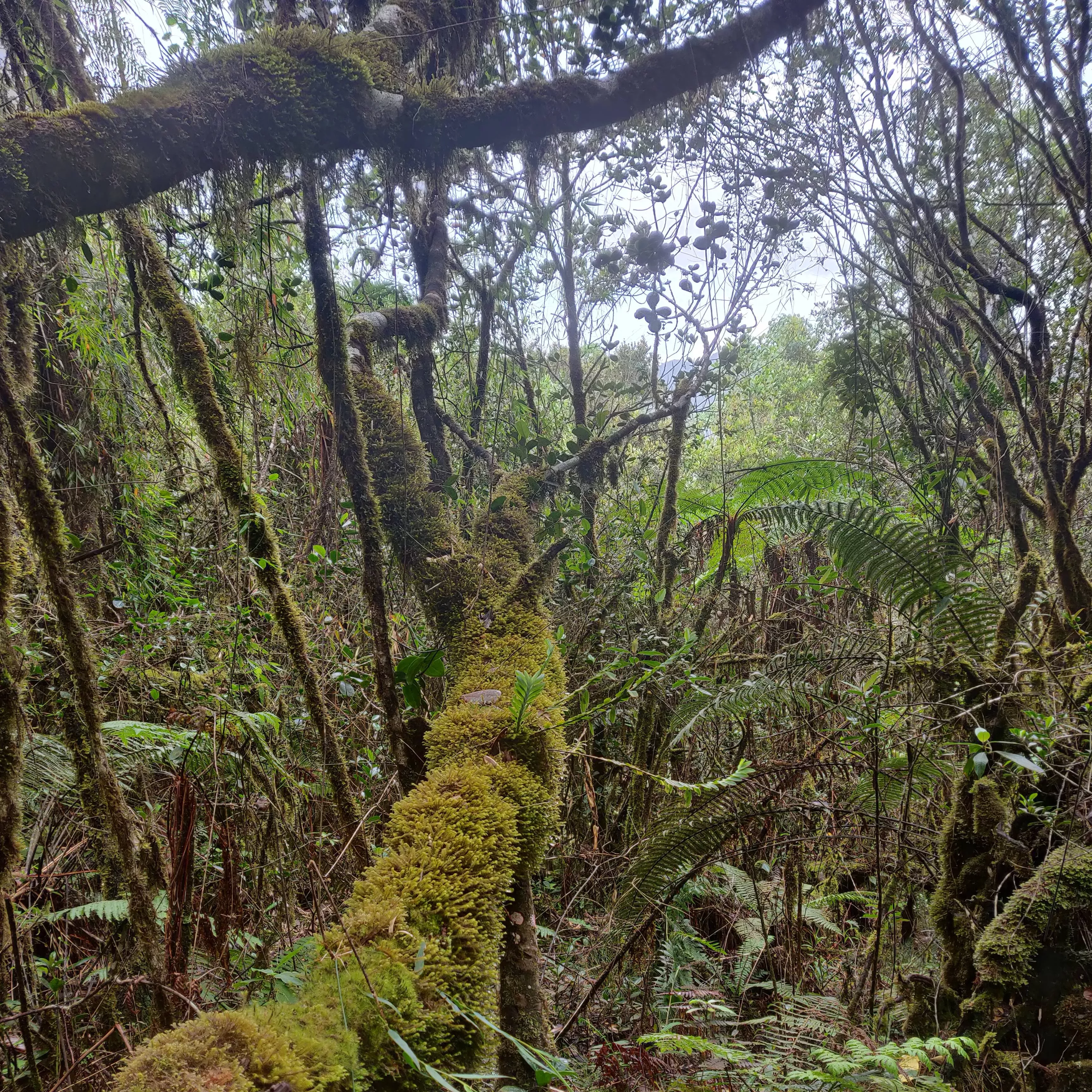 A view inside the cloud forest A view inside the cloud forest
