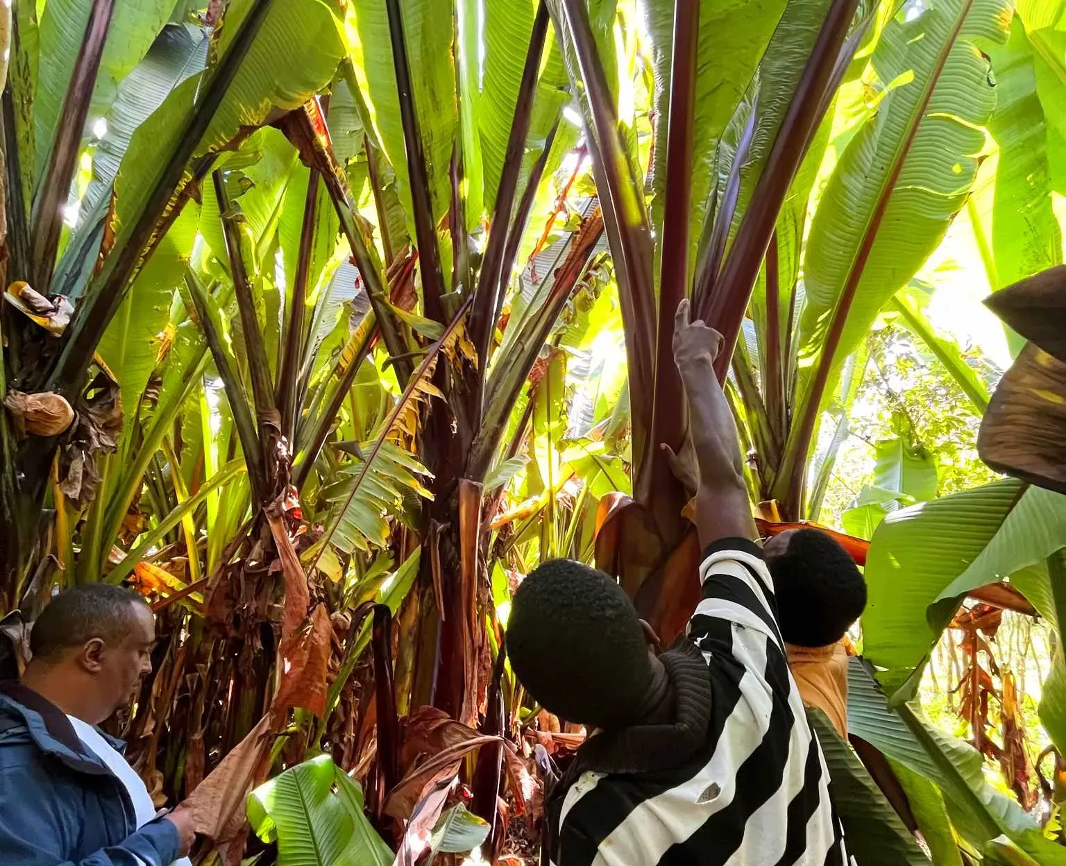 Identifying enset landraces with the expertise of Ethiopian farmers, Sophie Jago © RBG Kew Farmers examine an enormous plant from its base, they are dwarfed by massive leaves, each as tall as a human