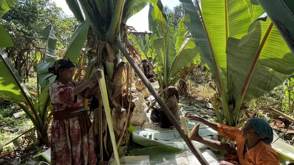 A group of women harvesting from their enset farm. Different parts of the plant are used in everything from building materials to food ingredients. © Sophie Jago, RBG Kew