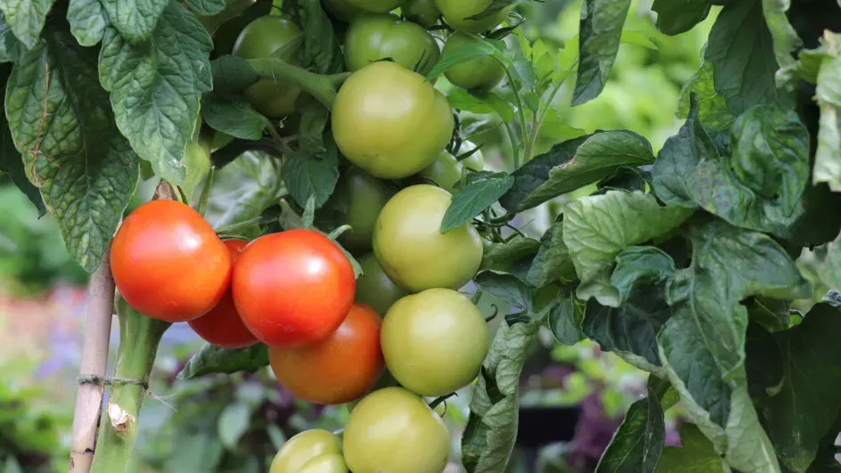 Tomato 'Shirley' Kitchen Garden, Zoe Stewart © RBG Kew