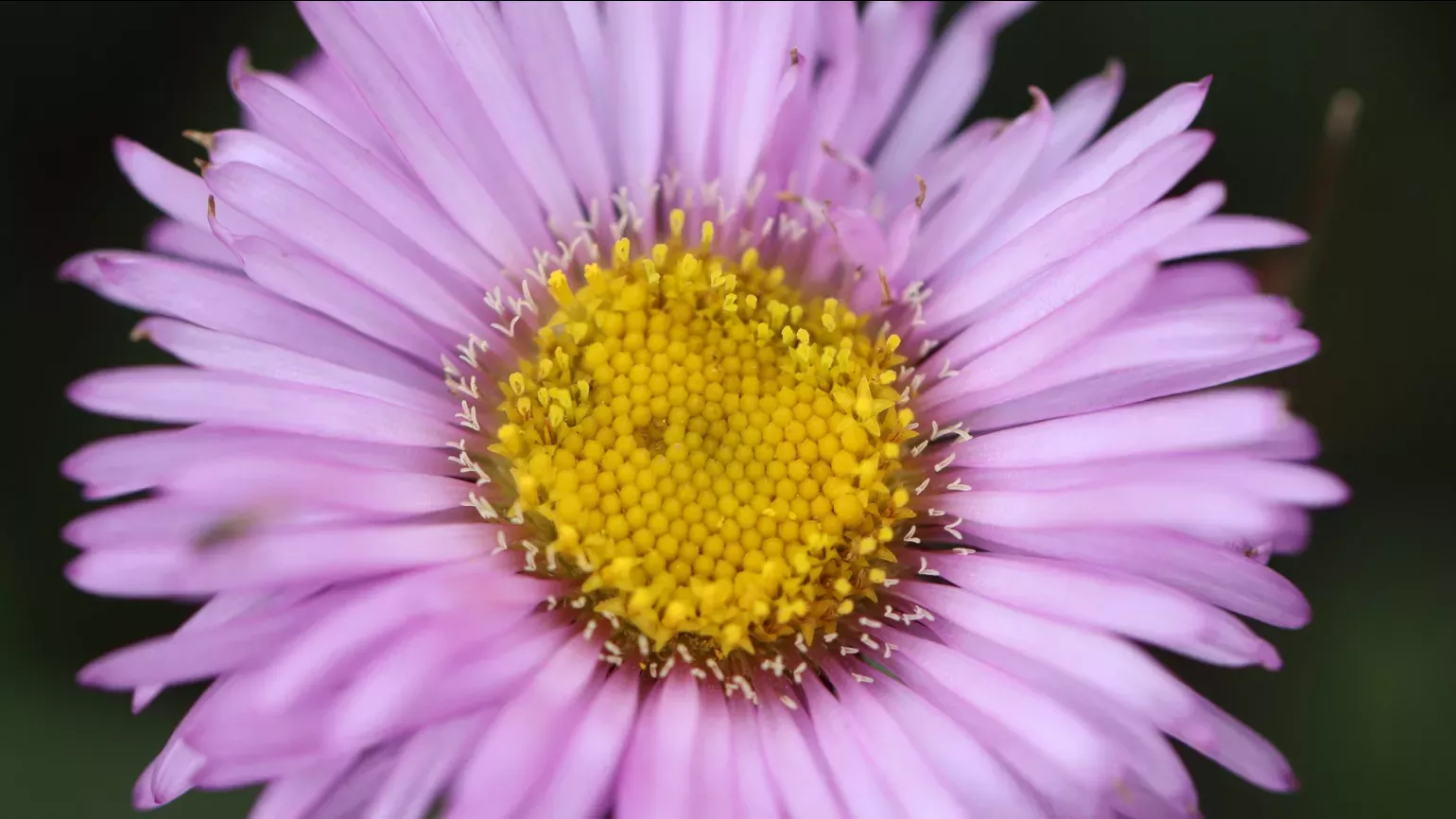 Erigeron venustus, Lydia Shellien-Walker © RBG Kew A close up of a pink and yellow flower