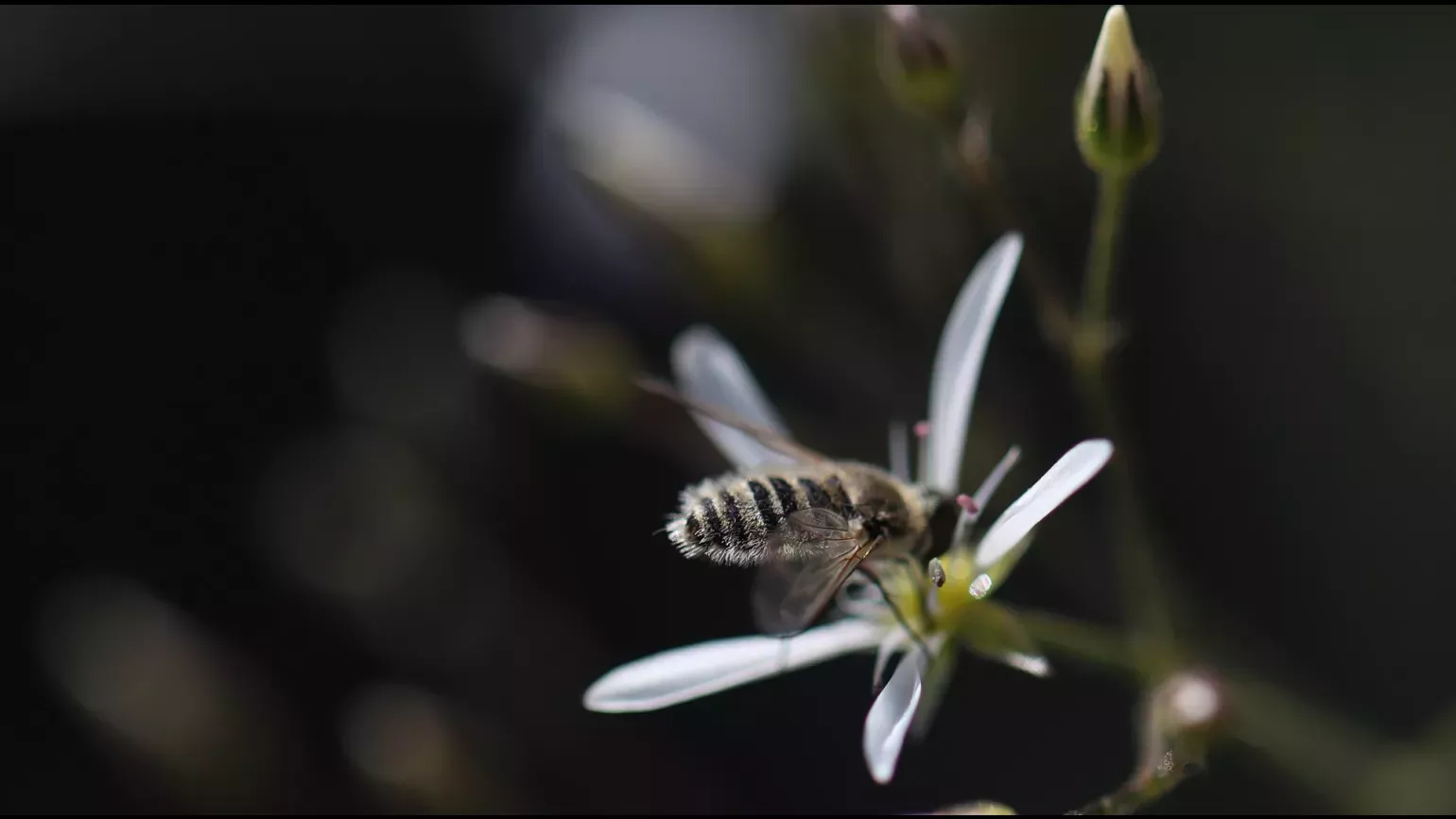 Armenian meadow flower with fly, Lydia Shellien-Walker © RBG Kew Fly on a white flower