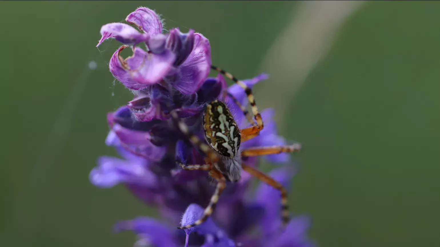 Armenian meadow flower with spider, Lydia Shellien-Walker © RBG Kew A purple flower with a spider on it