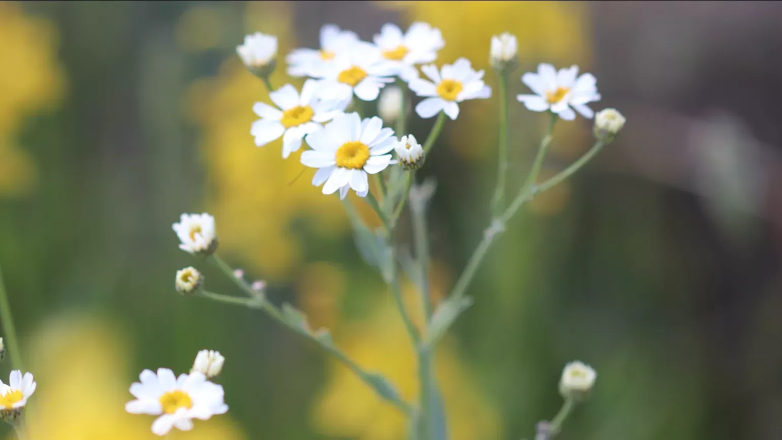 Tanacetum balsamitoides, Lydia Shellien-Walker © RBG Kew A collection of small white flowers