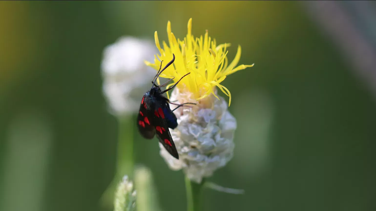 Armenian meadow flower with moth, Lydia Shellien-Walker © RBG Kew A yellow flower with a moth on it