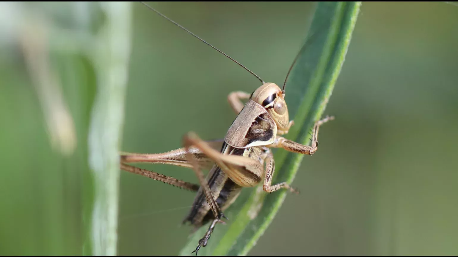 Armenian meadow flower with cricket, Lydia Shellien-Walker © RBG Kew A cricket on a slim green leaf