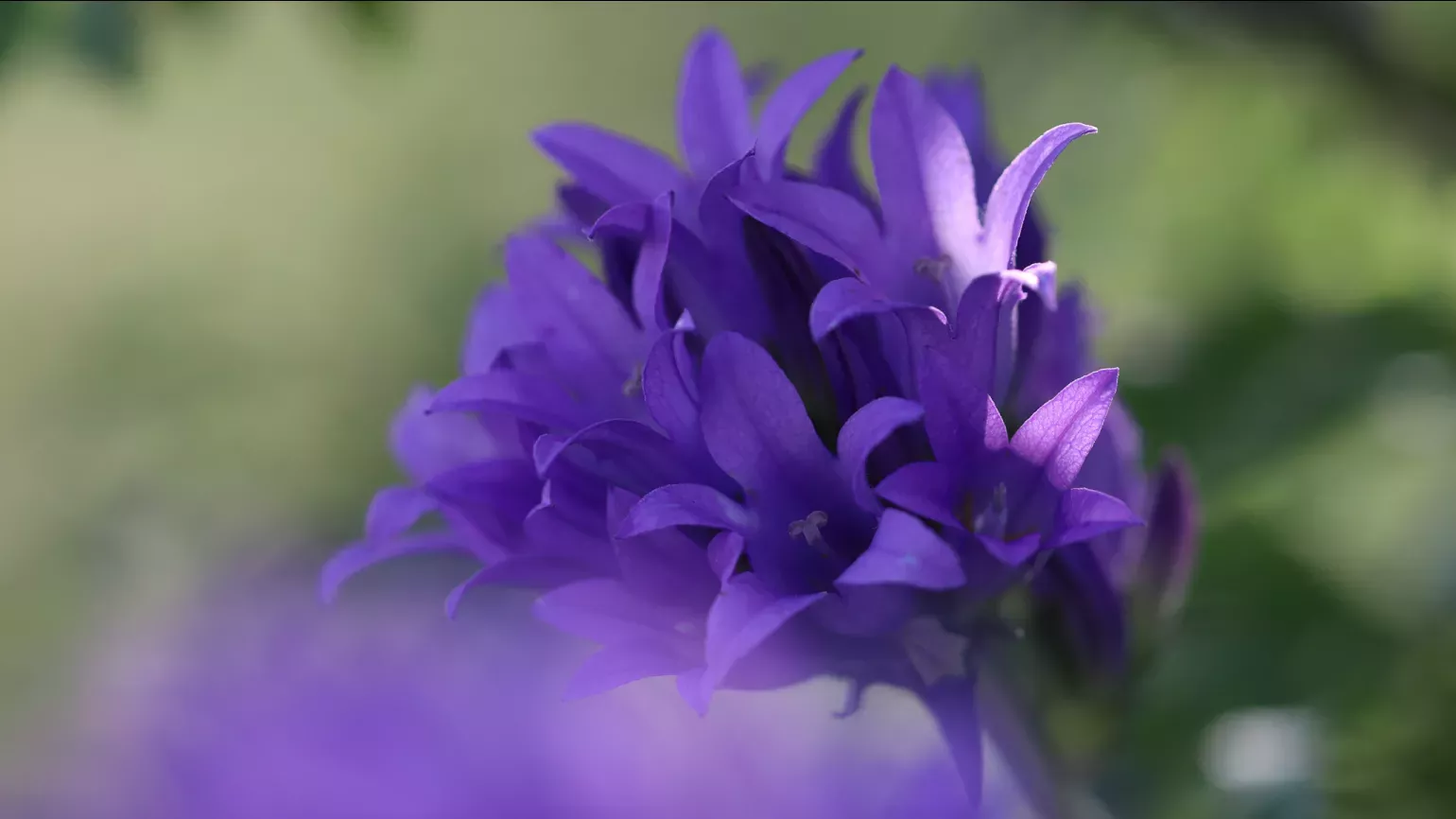 Campanula stevenii, Lydia Shellien-Walker © RBG Kew A collection of small purple trumpet shaped flowers