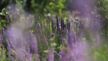 Purple flower spikes growing in a meadow