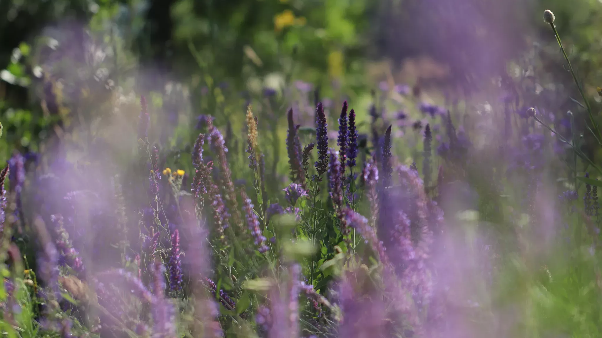A field of Salvia nemorosa, Lydia Shellien-Walker © RBG Kew Purple flower spikes growing in a meadow