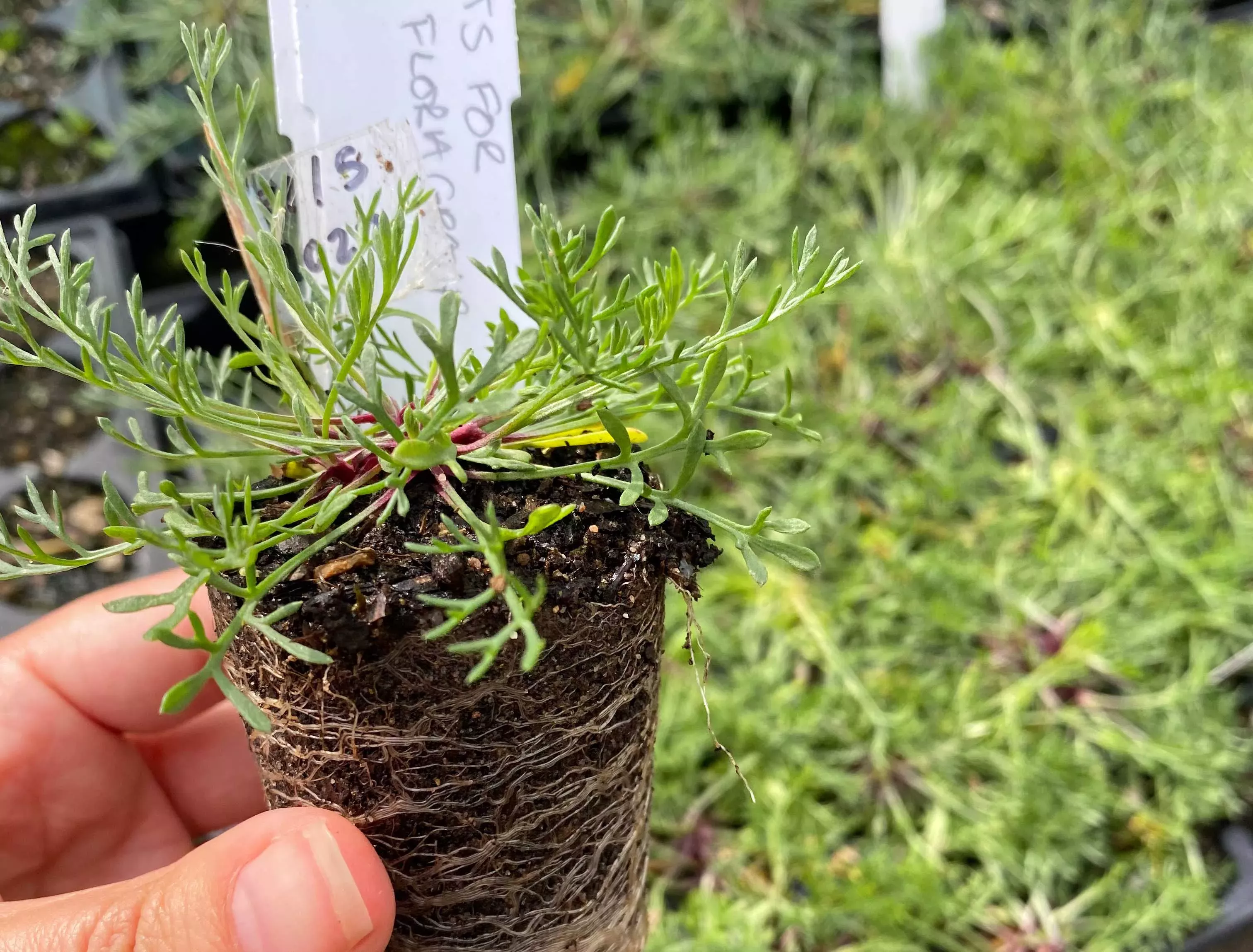 Field wormwood seedling. A seedling removed from its pot.