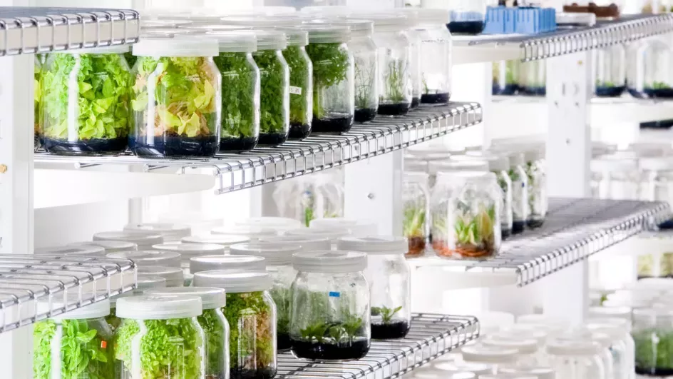 In Vitro Collection, RBG Kew