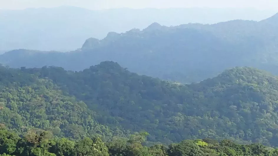 Cameroon Ebo forest © Xander van der Burgt/RBG Kew