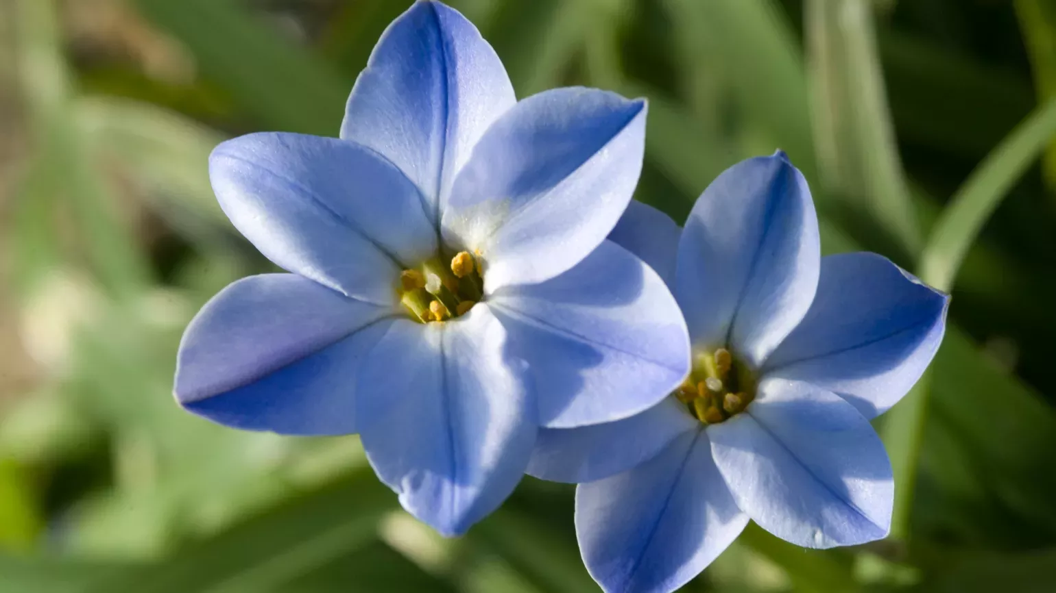 Ipheion uniflorum, Davies Alpine House, RBG Kew Ipheion uniflorum in the Davies Alpine House