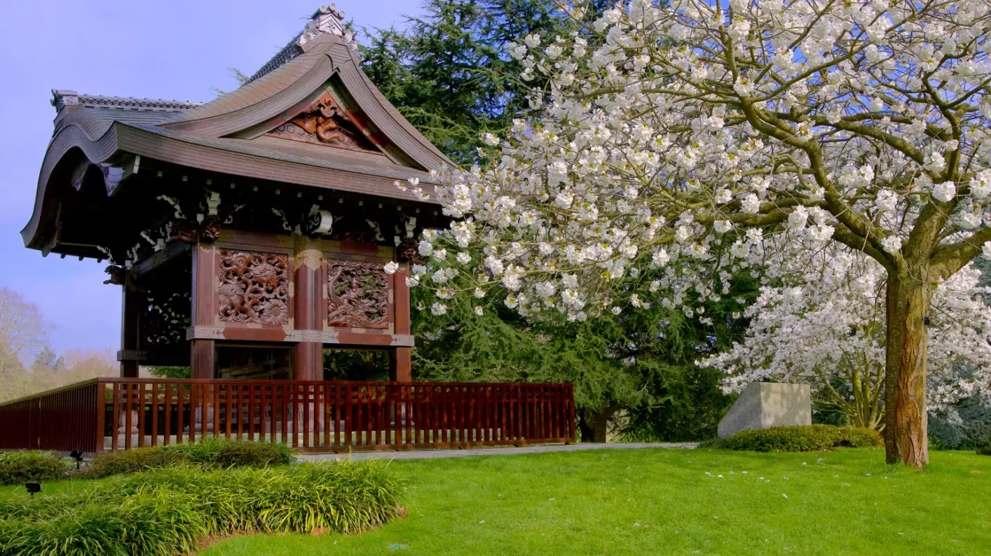 Great white cherry (Prunus 'Taihaku') in the Japanese Landscape © RBG Kew