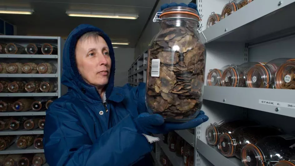 MSB seed collection © RBG Kew.