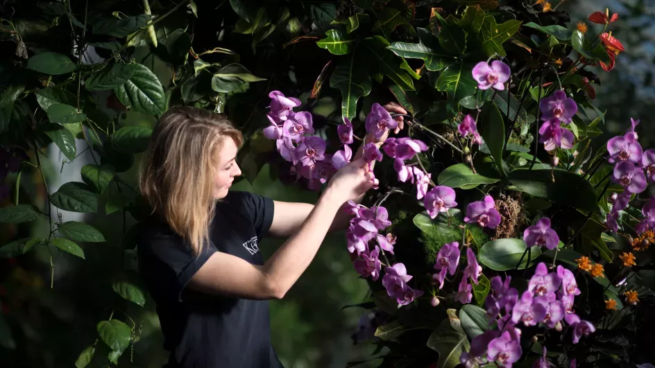 Orchids festival ©RBG Kew
