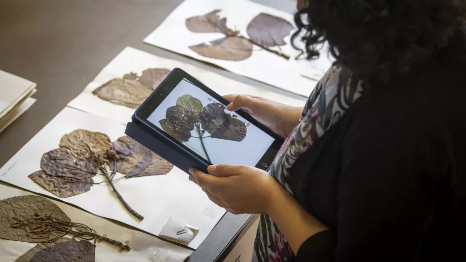 Taxonomic research taking place in the Kew herbarium, Jeff Eden © RBG Kew