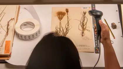 Scanners are used to barcode herbarium specimens to digitise them Person holding scanner to barcode herbarium specimen.