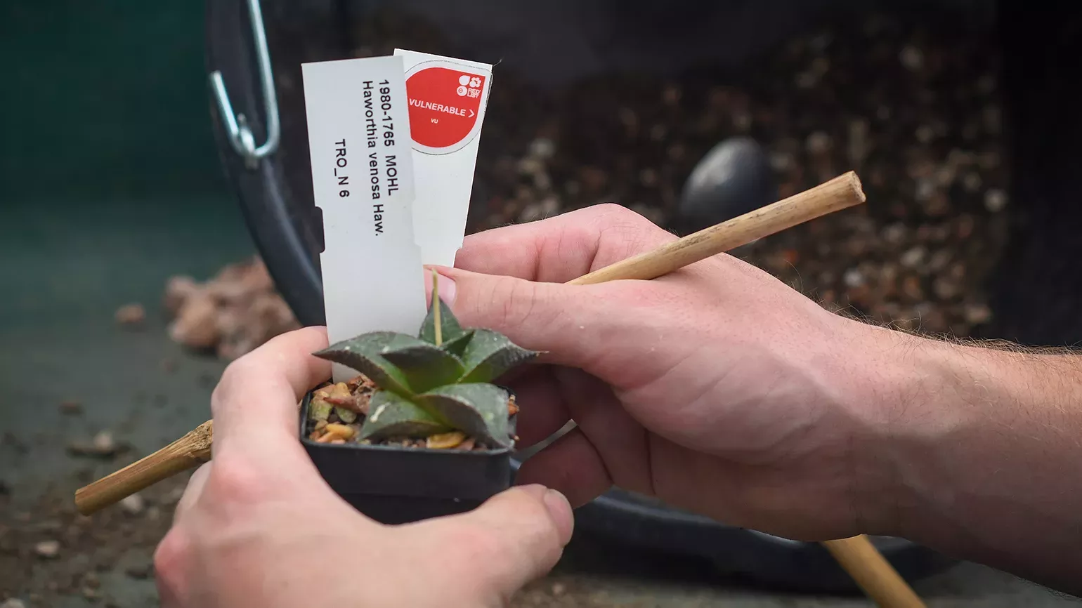 Labelling rare and extinct plants, Jeff Eden © RBG Kew Important work with Rare and Extinct plants at Kew Gardens