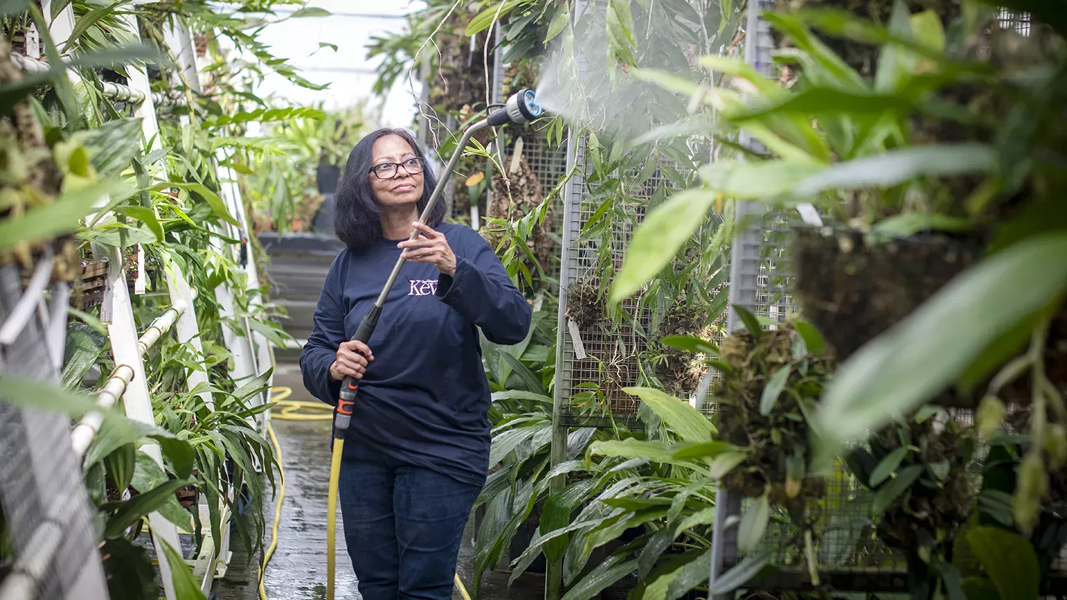 Rare and Extinct at Kew Gardens, Jeff Eden © RBG Kew Important work with Rare and Endangered plants at Kew Gardens