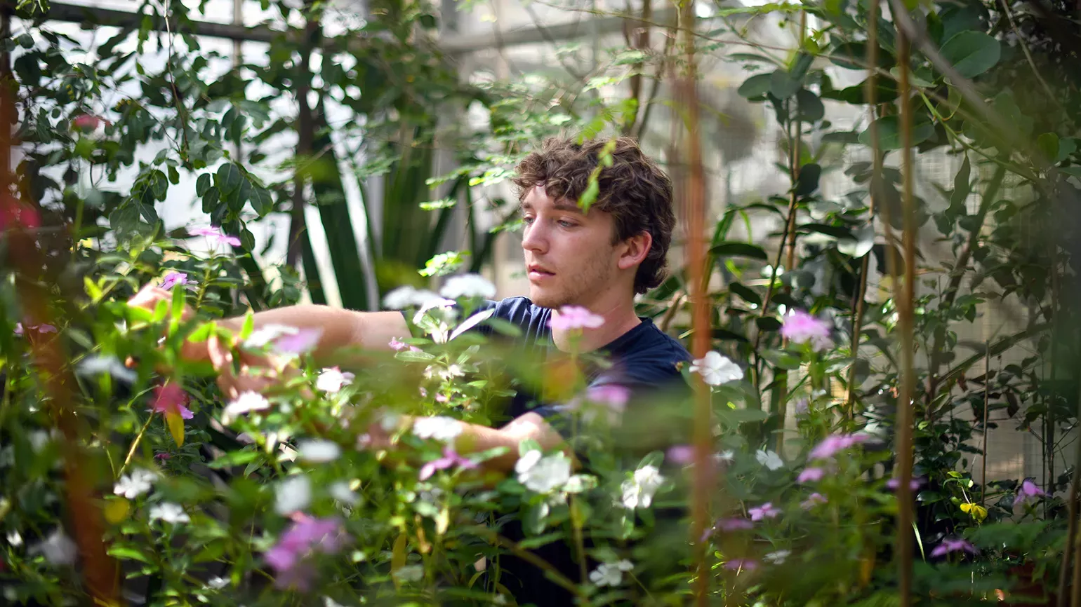 Rare and Extinct at Kew Gardens, Jeff Eden © RBG Kew Important work with Rare and Endangered plants at Kew Gardens