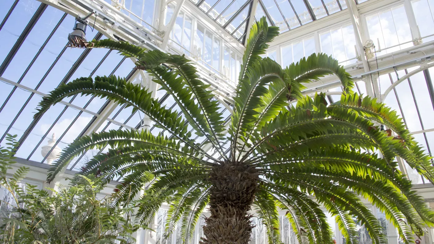 Encephalartos Woodii in the Temperate House, RBG Kew / Jeff Eden