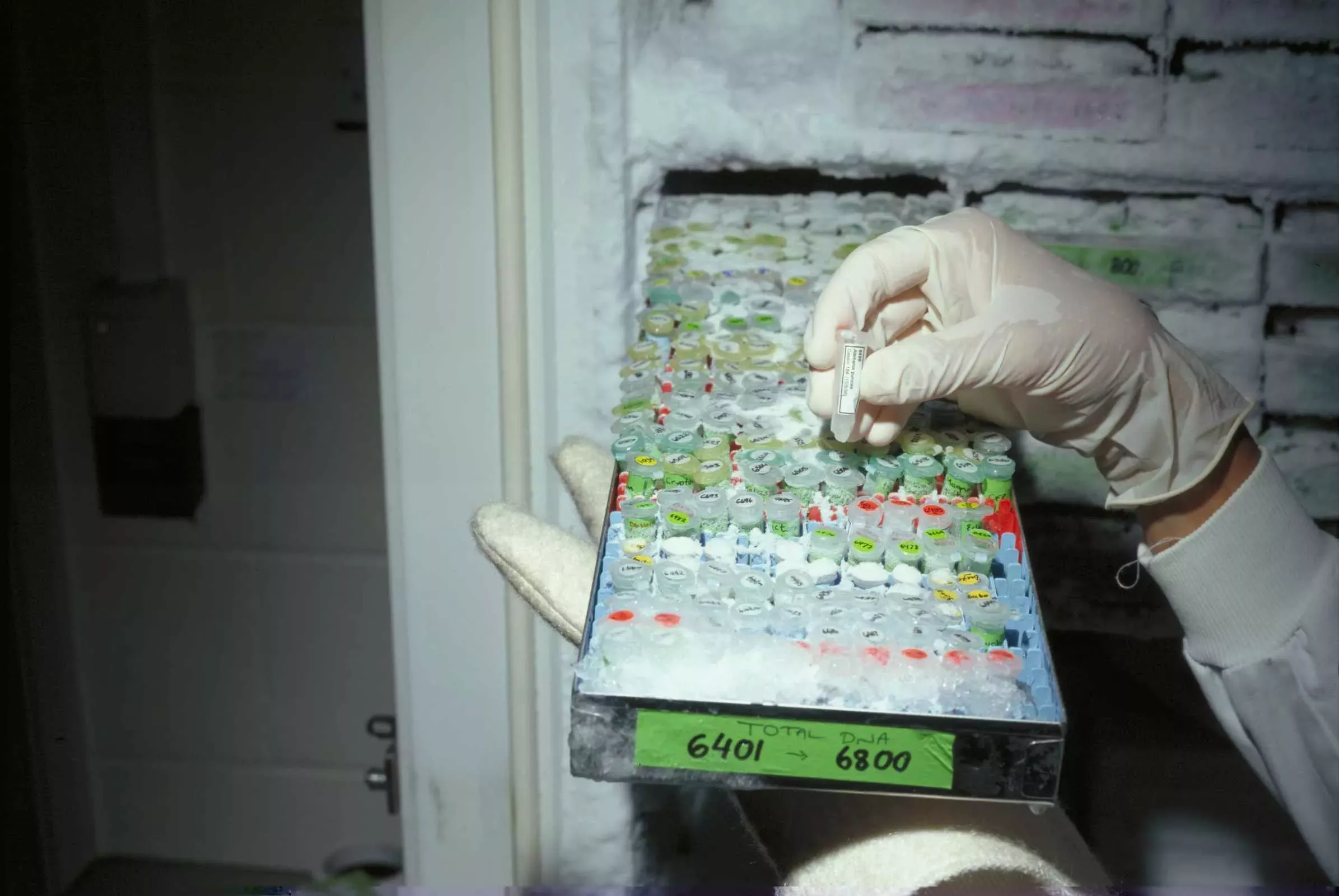 DNA stores © RBG Kew An open freezer with a tray full of small tubes visible. One tube is held up by a gloved hand.