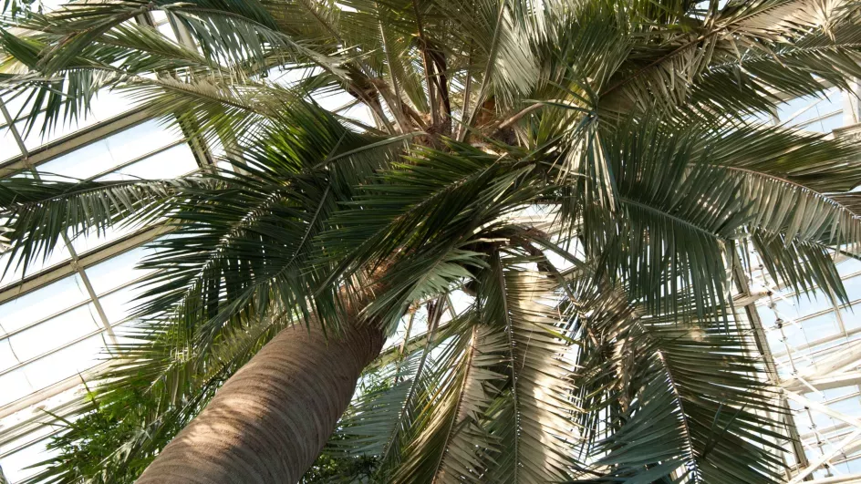 Chilean wine palm (Jubaea chilensis)