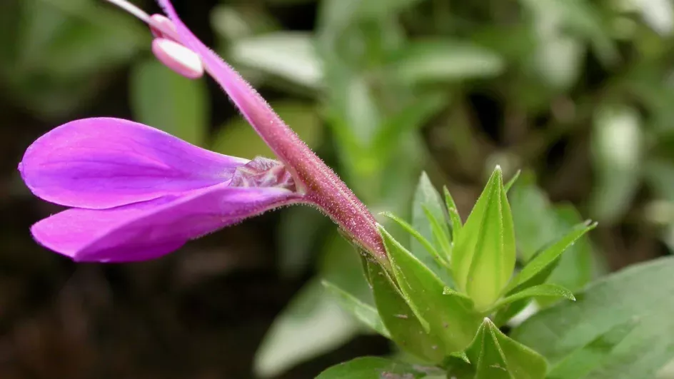 Justicia Consanguinea, Credit: Moises Mendoz/MHNNKM/RBG Kew