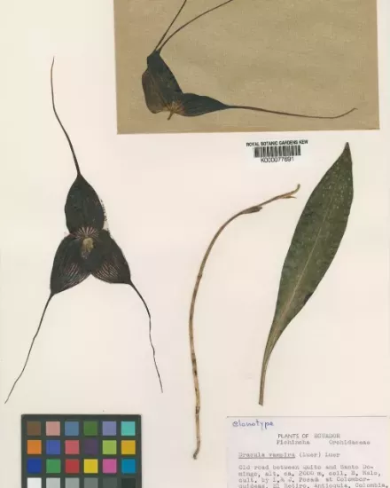 Orchid specimen Orchid specimen showing it's flowers and stem