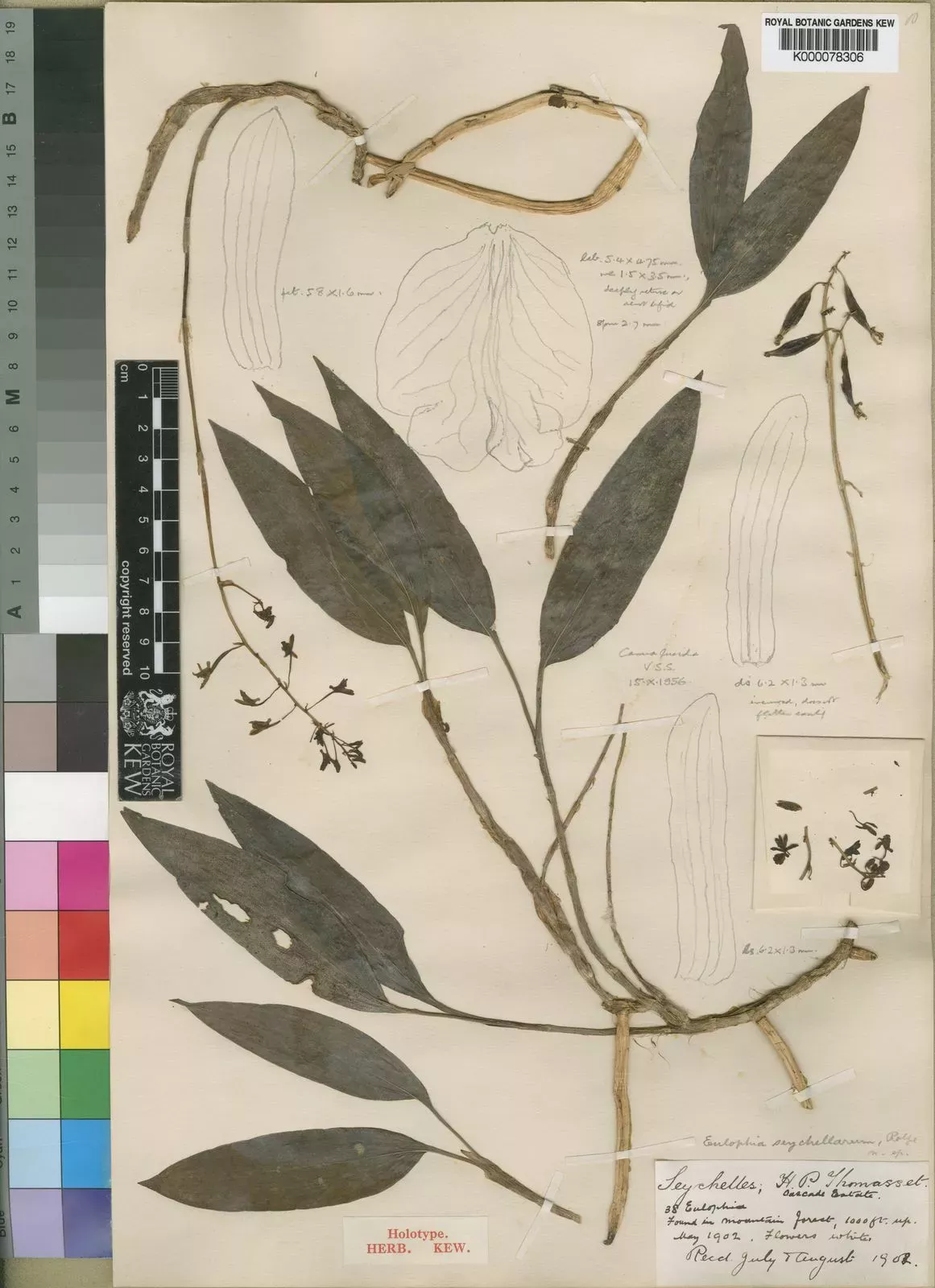 Orchid specimen Oeceoclades seychellarum Herbarium specimen showing a dried plant made of leaves and seeds