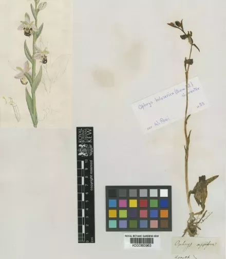 Orchid specimen Orchid specimen showing it's flowers and stem