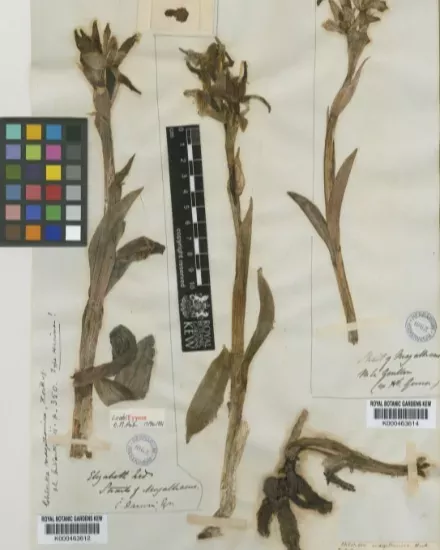Orchid specimen Orchid specimen showing it's flowers and stem