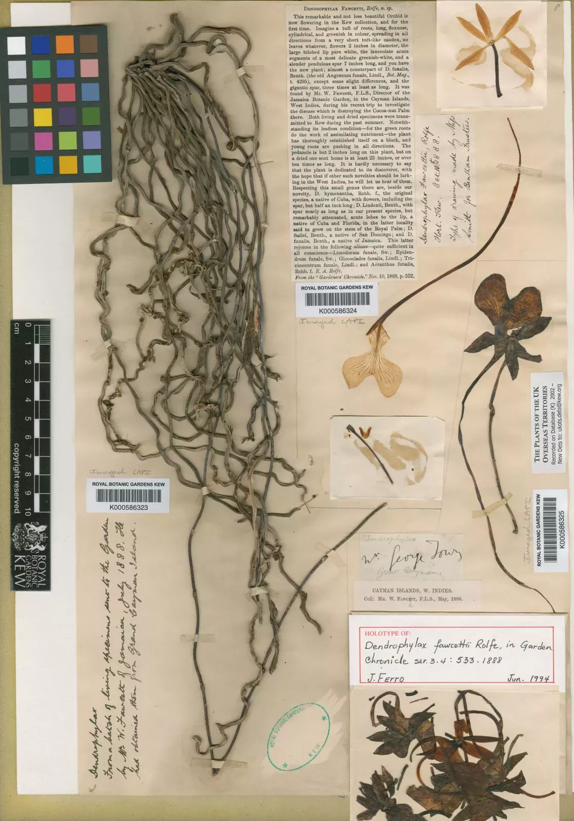 Orchid specimen Dendrophylax fawcetti Herbarium specimen showing a dried orchid