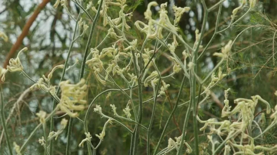 Kangaroo paw © RBG Kew
