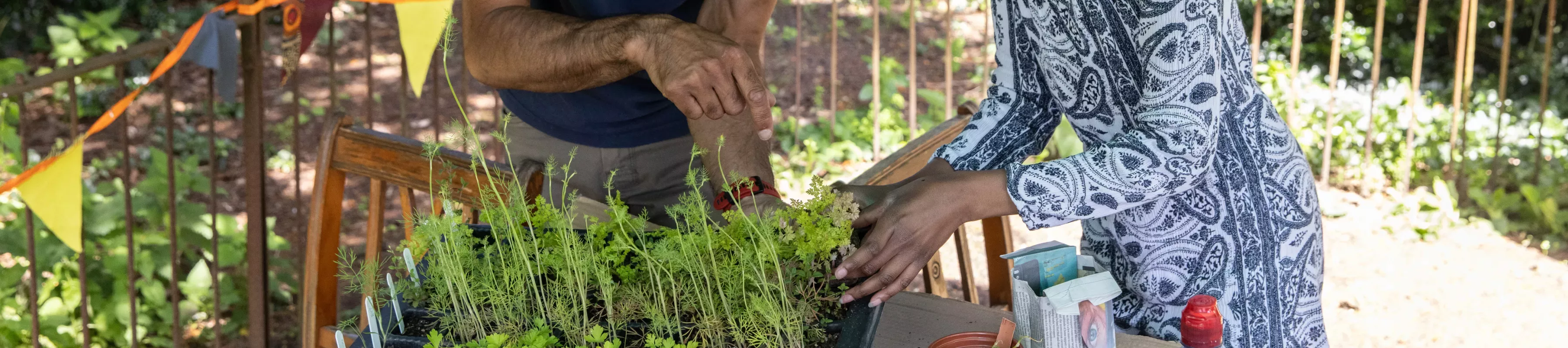 Two pairs of hands repotting seedlings