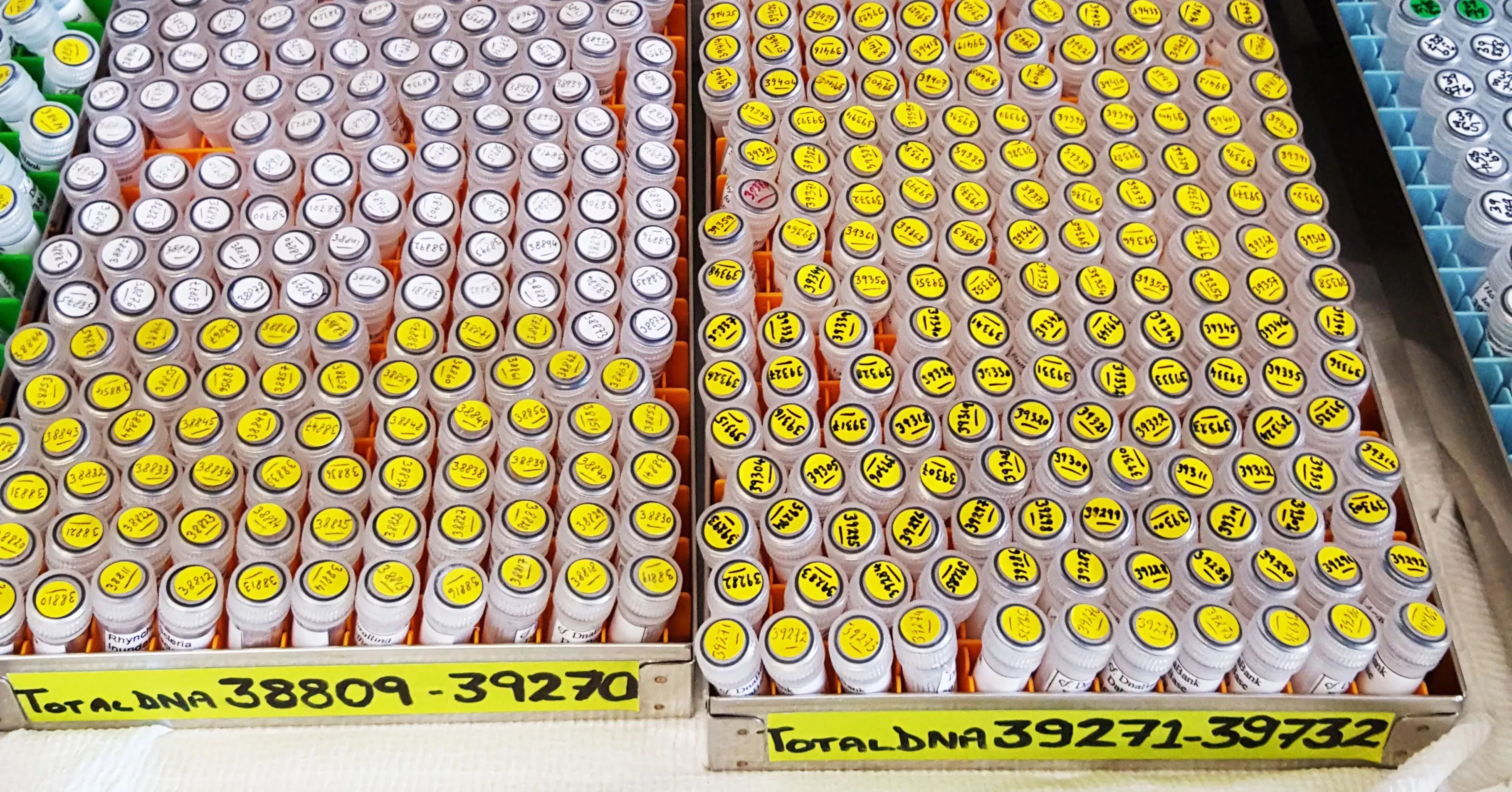 DNA bank collection © RBG Kew Many tubes of DNA