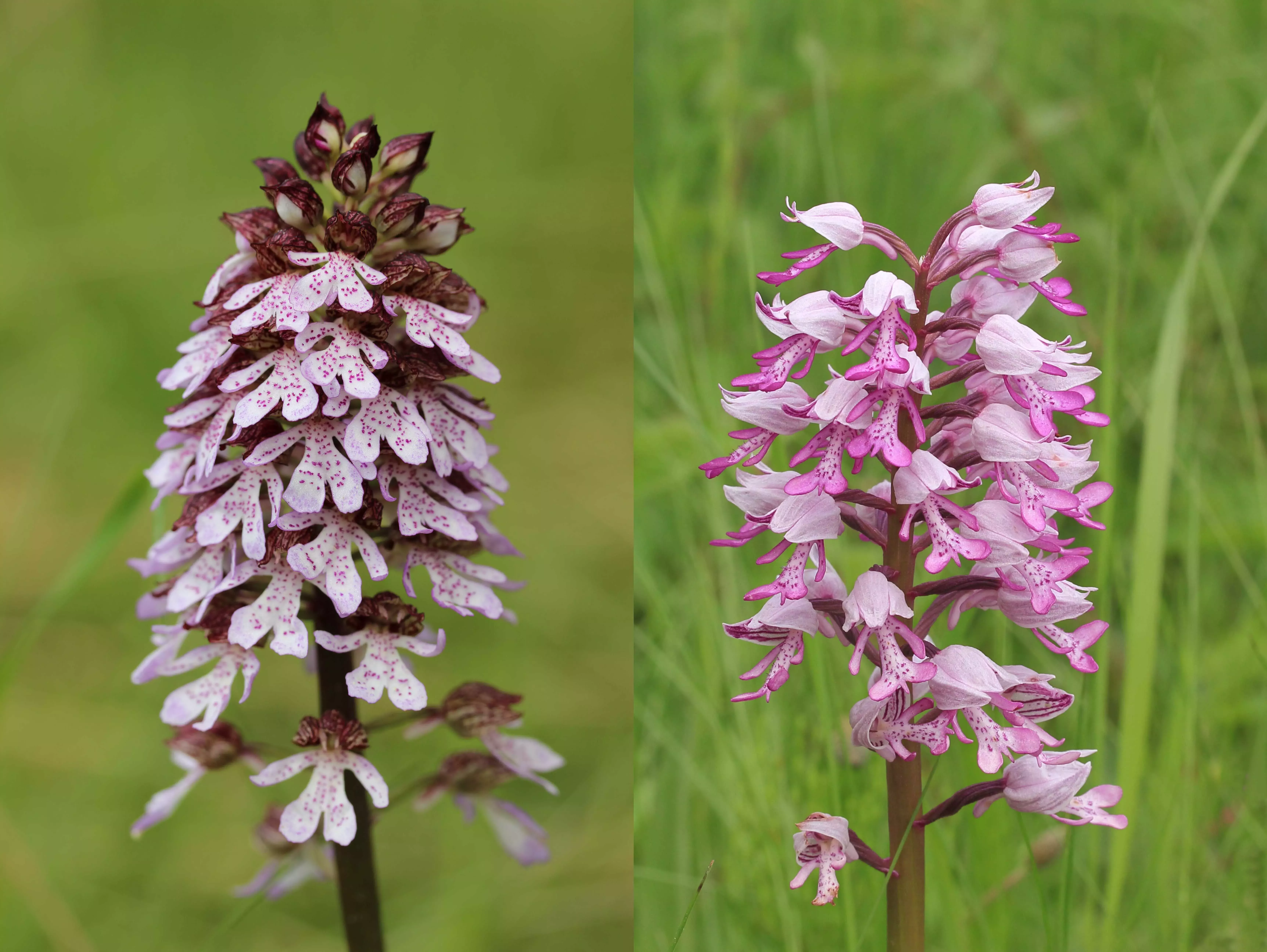 Lady orchid and military orchid Two orchids, the first with light grey-pink flat petals, and the second with slightly pinker more rounded petals