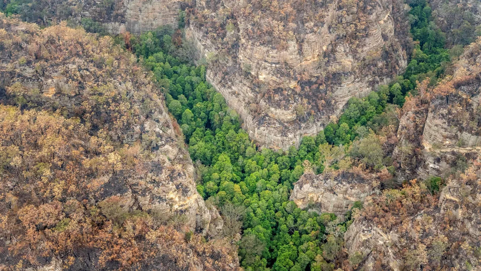 The last wild wollemi pines in the world in a remote gorge in Wollemi National Park, Australia © Reuters Pictures The last wild wollemi pines in the world in a remote gorge in Wollemi National Park, Australia