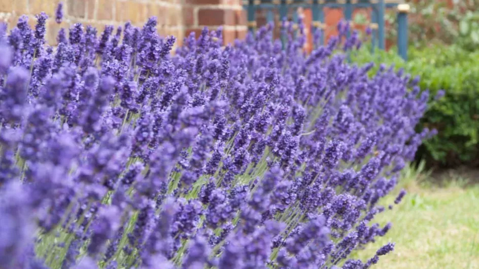 English lavender plants, Andrew McRobb © RBG Kew
