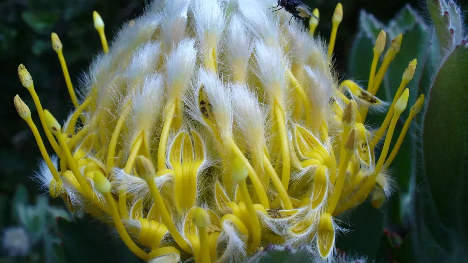 Tree pincushion, Leucospermum conocarpodendron